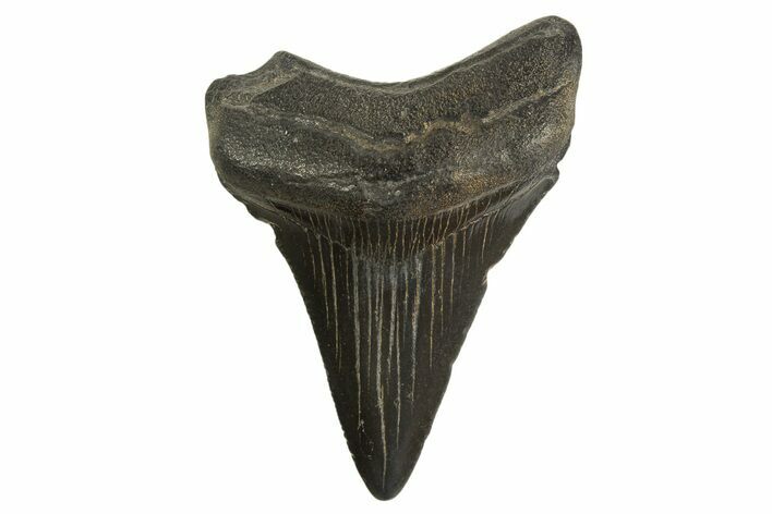 Juvenile Megalodon Tooth - South Carolina #333541